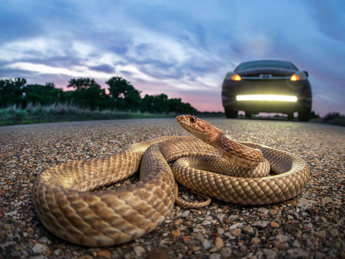 Si te encuentras con una serpiente en el coche mantén la calma.