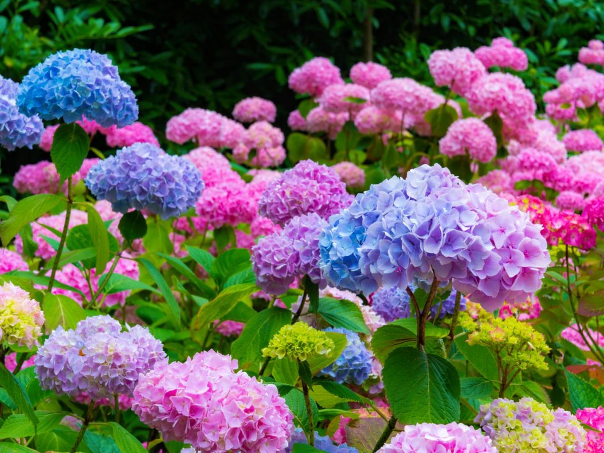 Flores de hortensias.