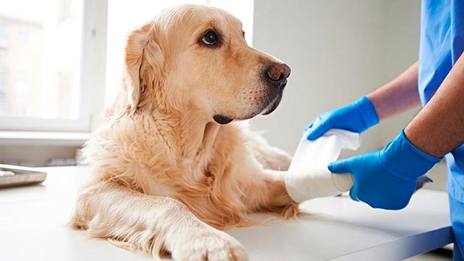 Las mascotas mayores con problemas de huesos como artrosis y artritis. Las mascotas mayores con problemas de huesos como artrosis y artritis.