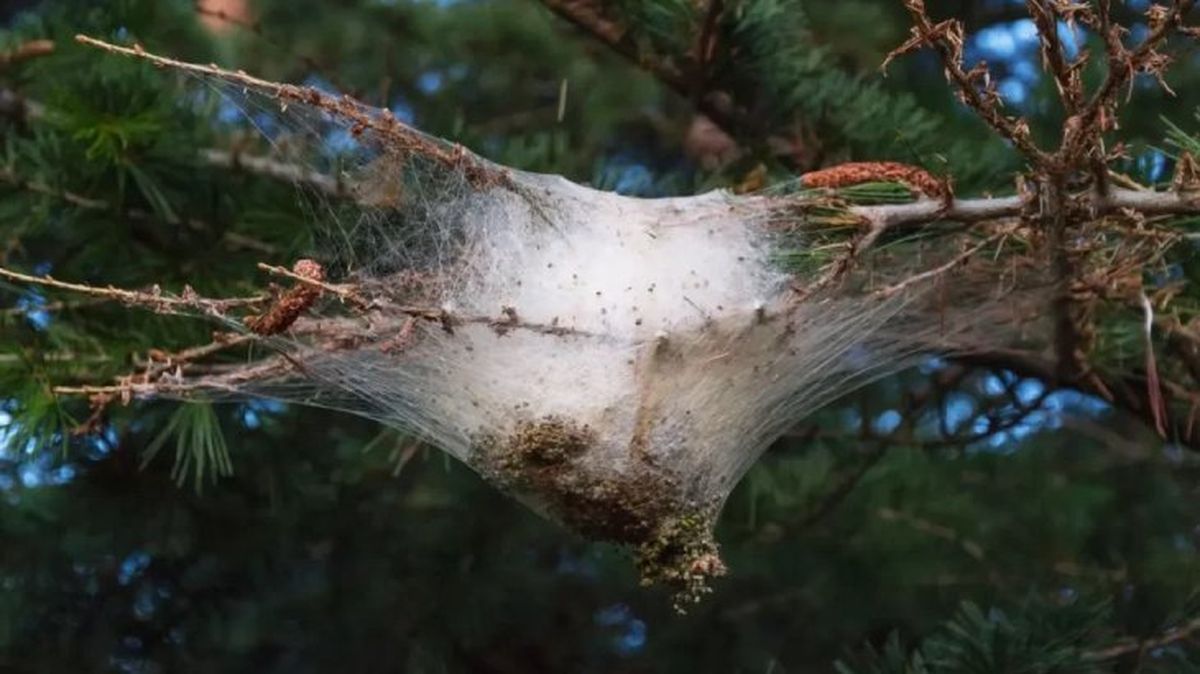 oruga procesionaria y perros 4