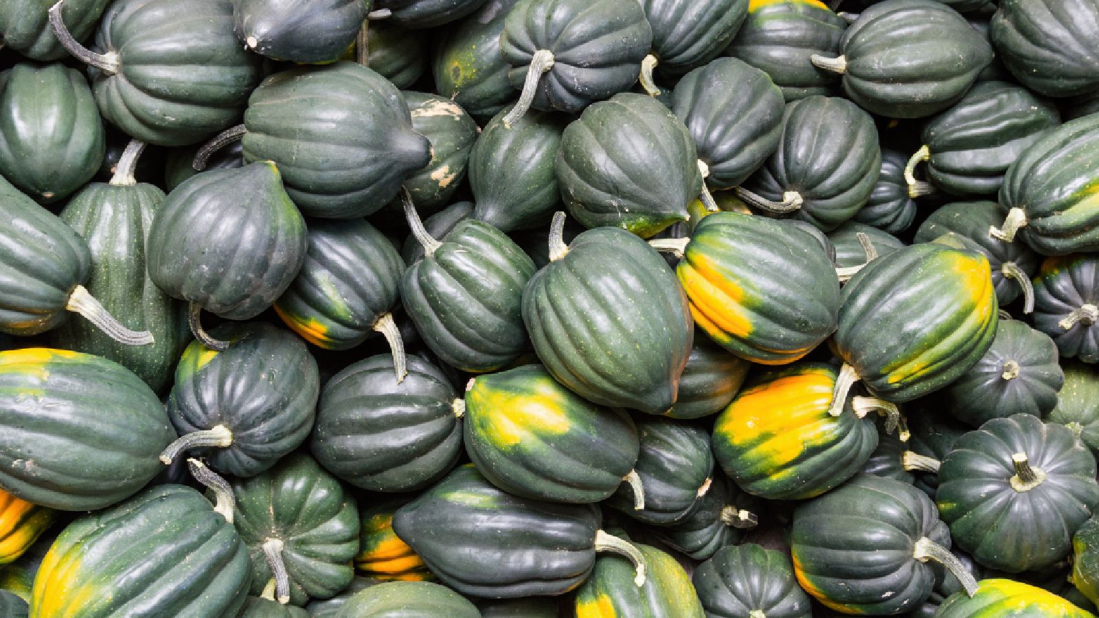 La calabaza bellota, una variedad que recuerda al fruto del roble
