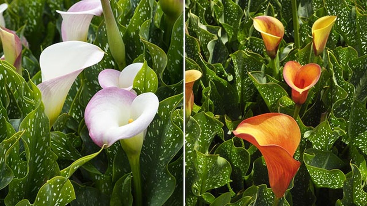 variedades de lirios de agua