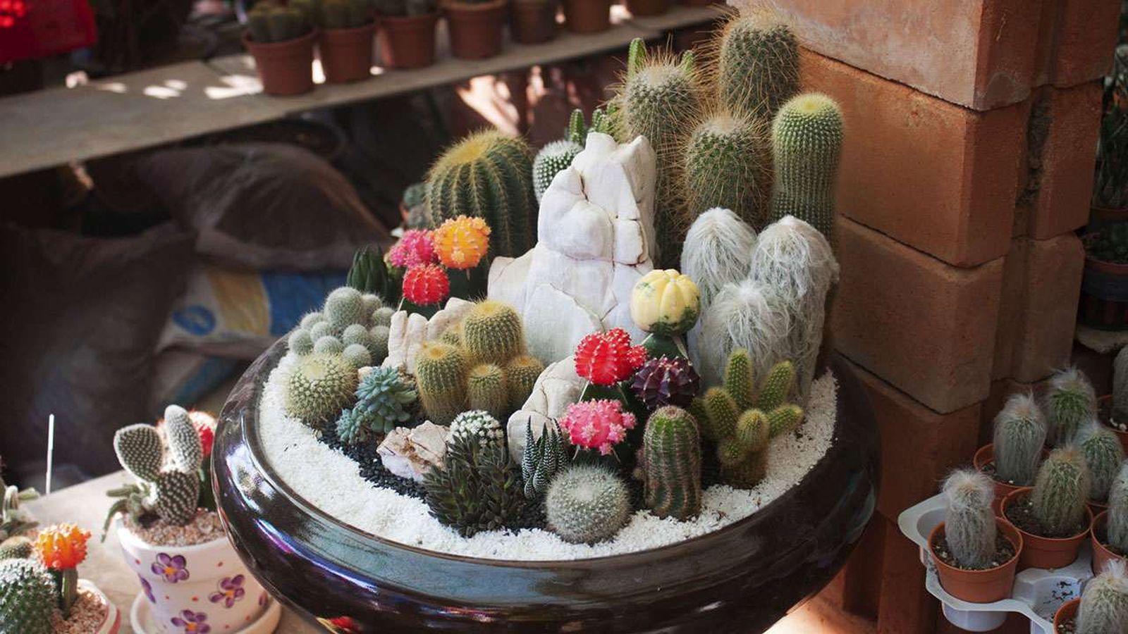 enfermedades cactus