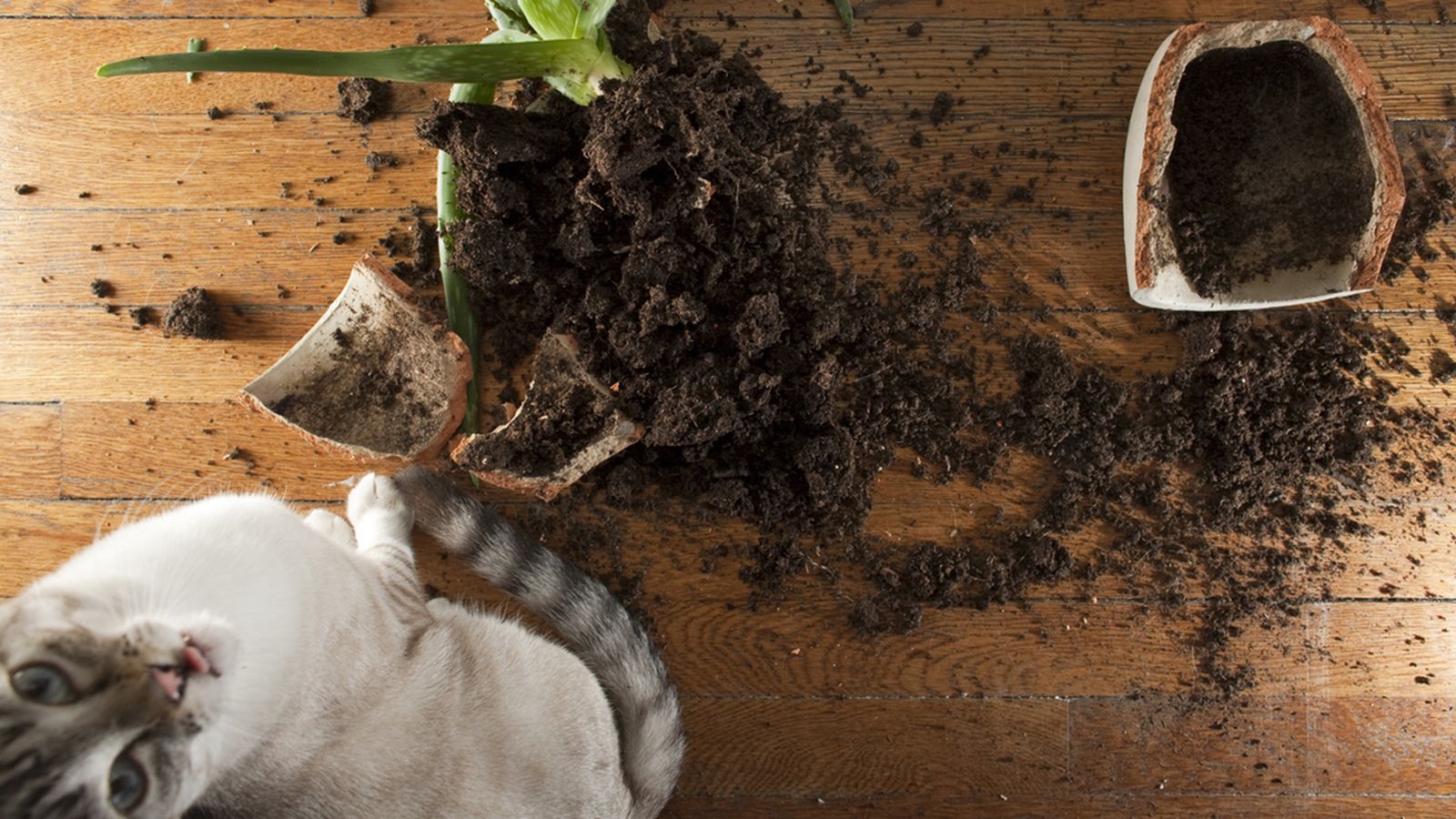 gato destrozando.una planta gato destrozando.una planta