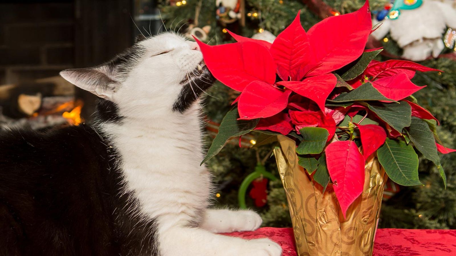 Un listado de las plantas de Navidad tóxicas para mascotas. Un listado de las plantas de Navidad tóxicas para mascotas.