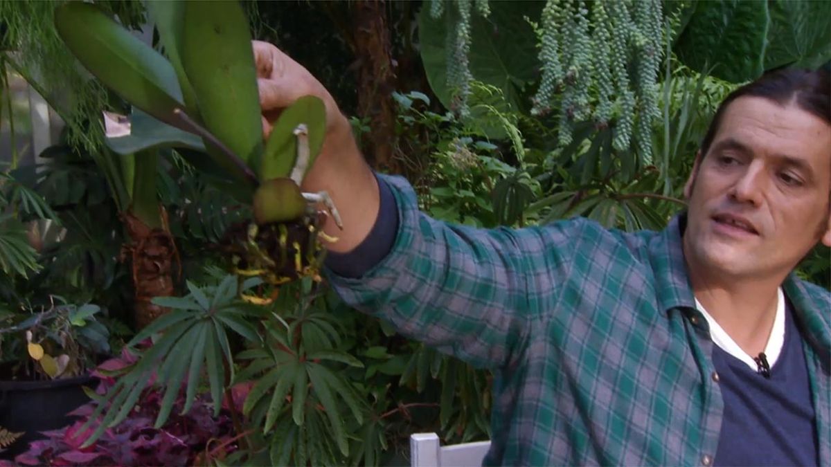 deco 637 como se trasplanta orquidea phalaenopsis raices