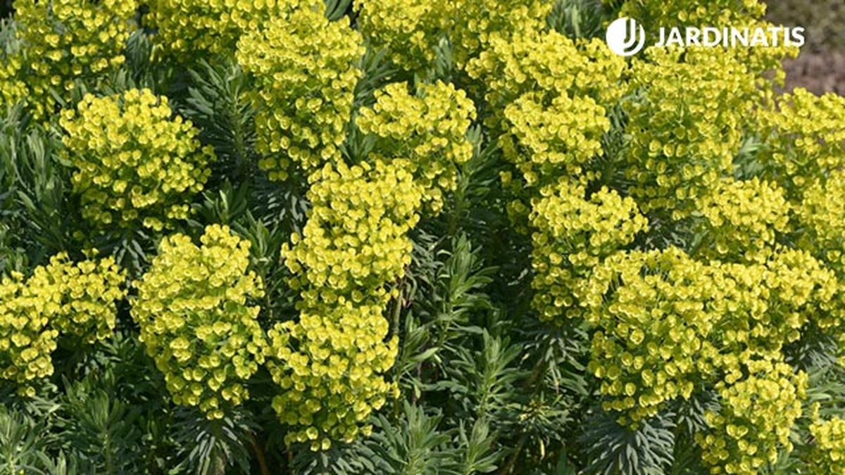 Euphorbia characias