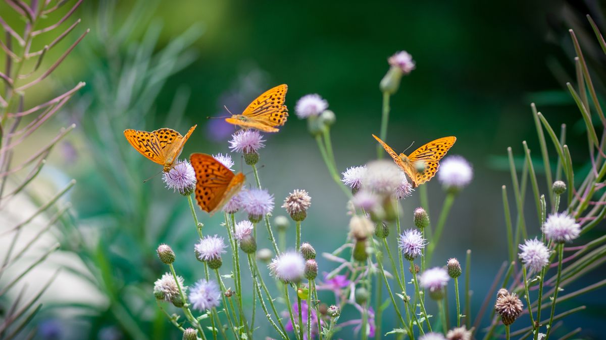 Las mariposas buscan grietas, hojas secas o troncos huecos para pasar el invierno