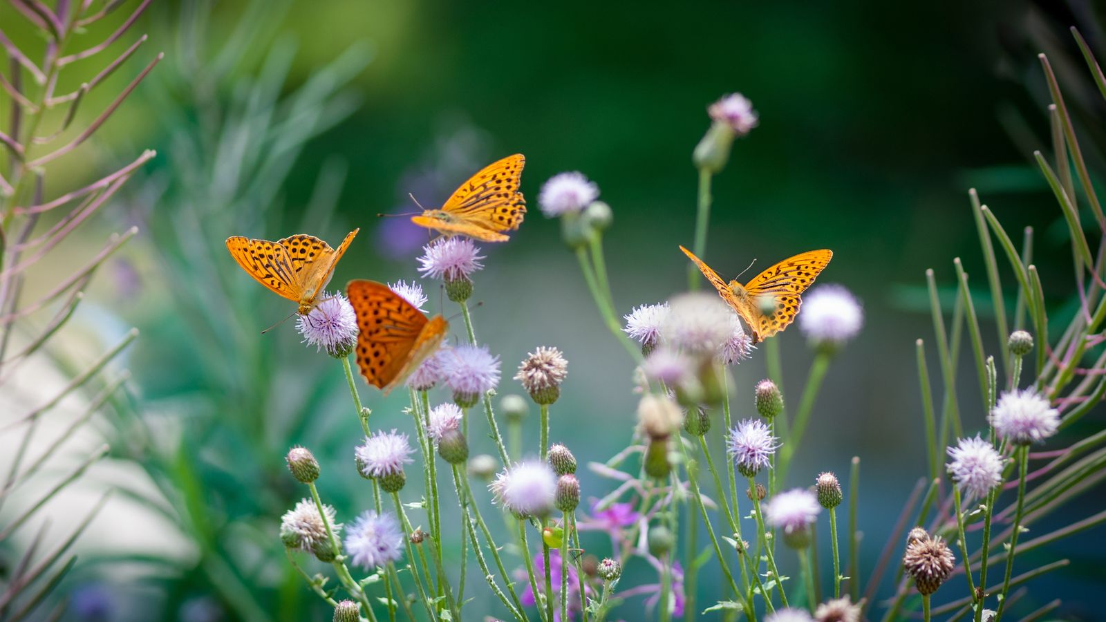 Las mariposas buscan grietas, hojas secas o troncos huecos para pasar el invierno