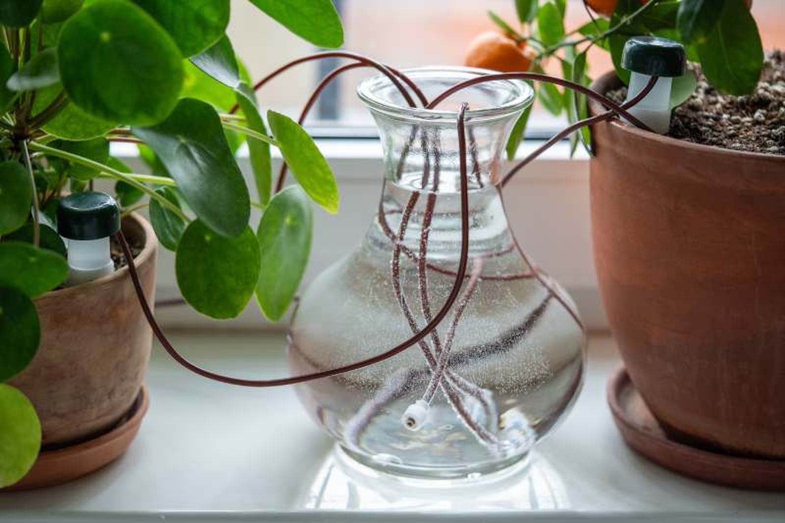 Riega tus plantas con el agua que sale del aire acondicionado Riega tus plantas con el agua que sale del aire acondicionado