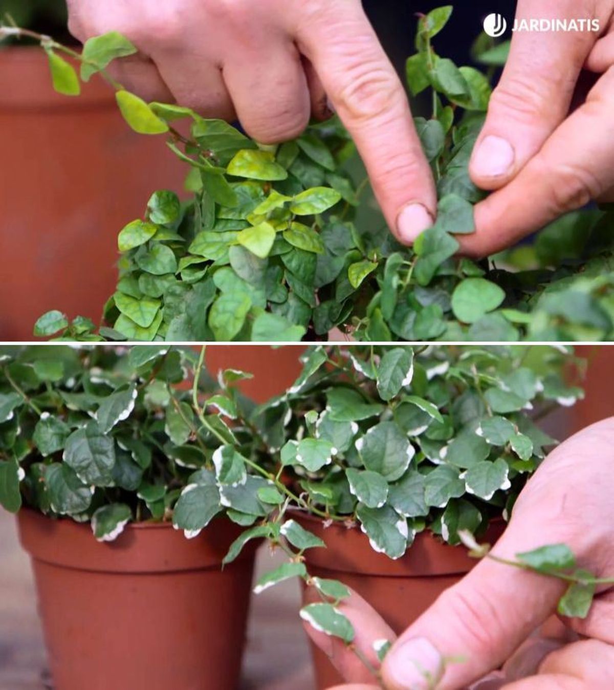 Ficus pumila green sunny ficus pumila white sunny