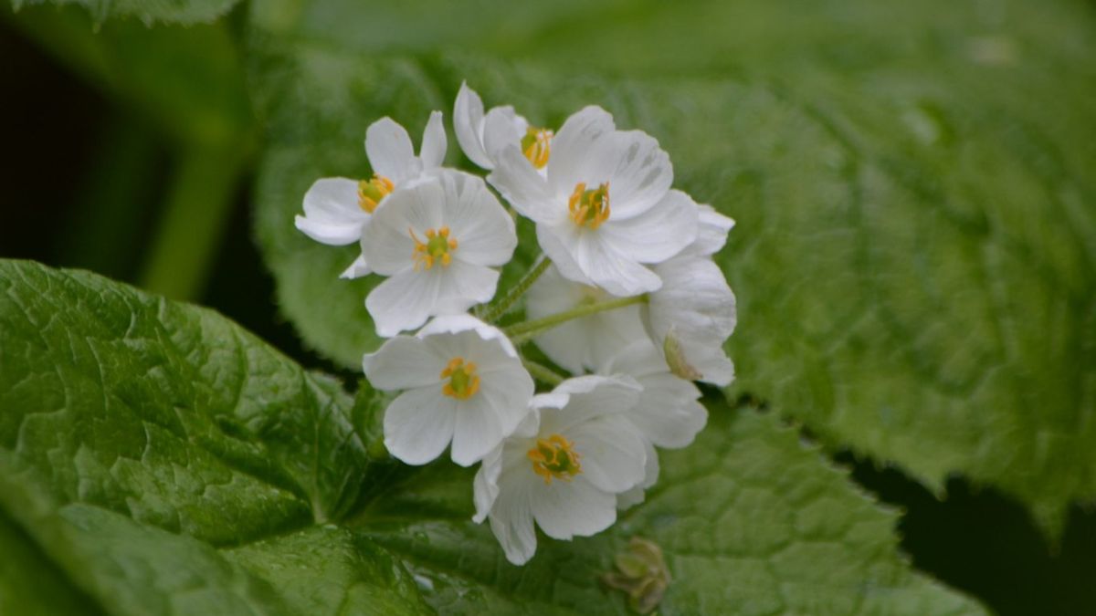 Es una planta difícil para cultivar en maceta.