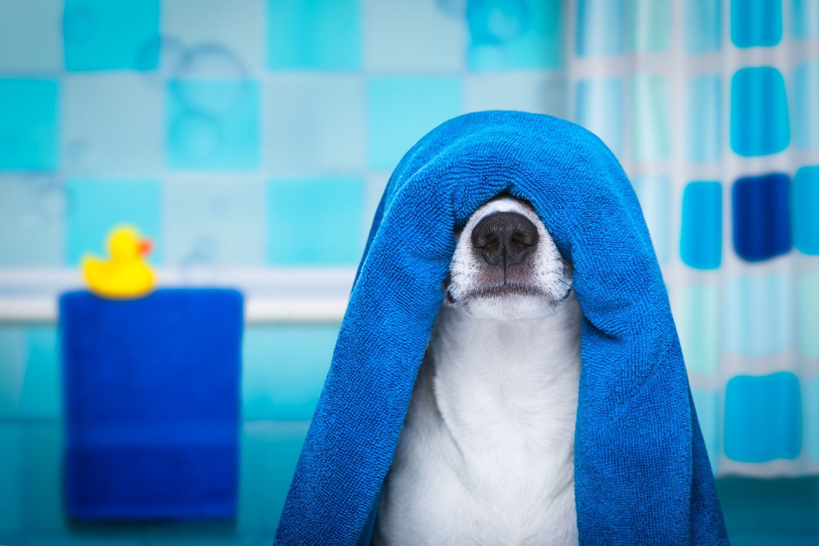 perro=bano perro=bano