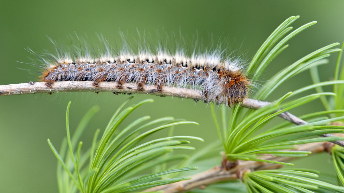La procesionaria del pino es una plaga muy reconocible