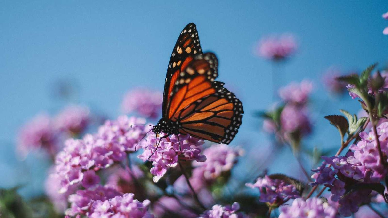 Mariposa posada en una flor