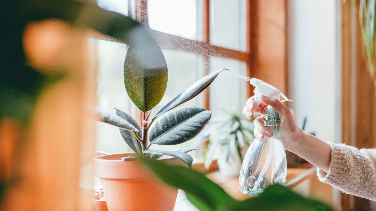 Pulverizar agua sobre las plantas solo las refresca unos minutos