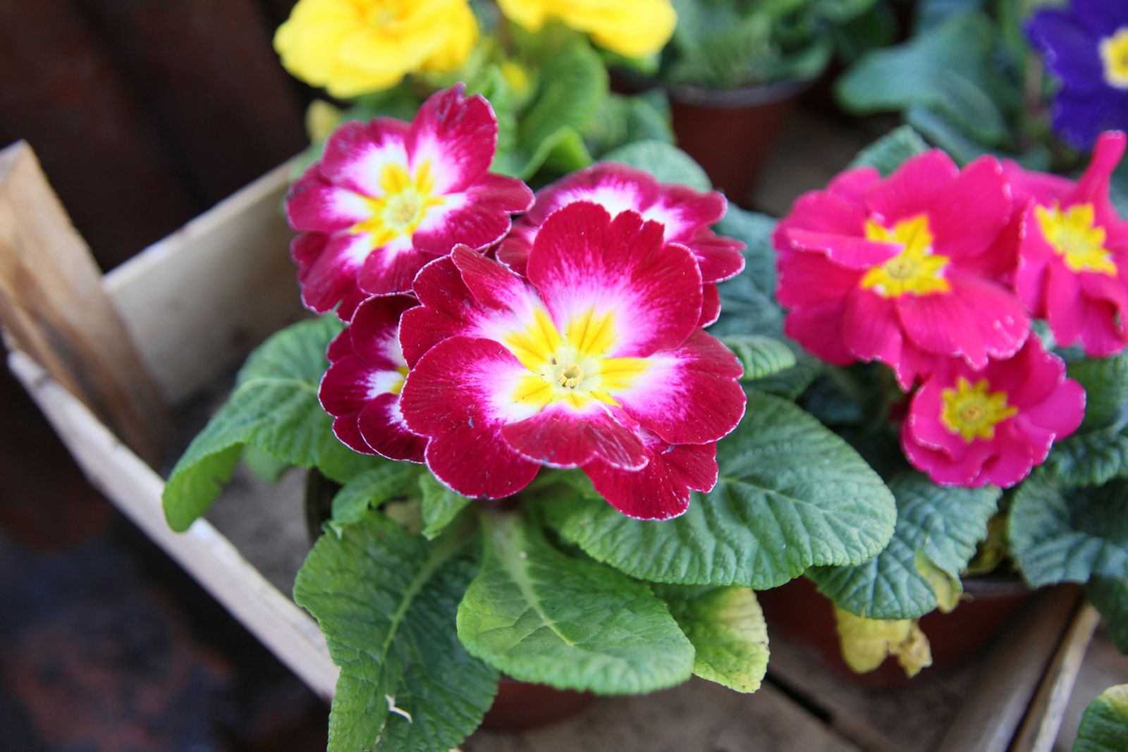 primulas balcon otono primulas balcon otono