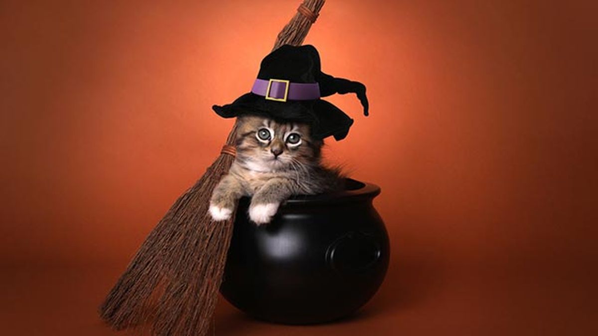gato disfrazado de bruja