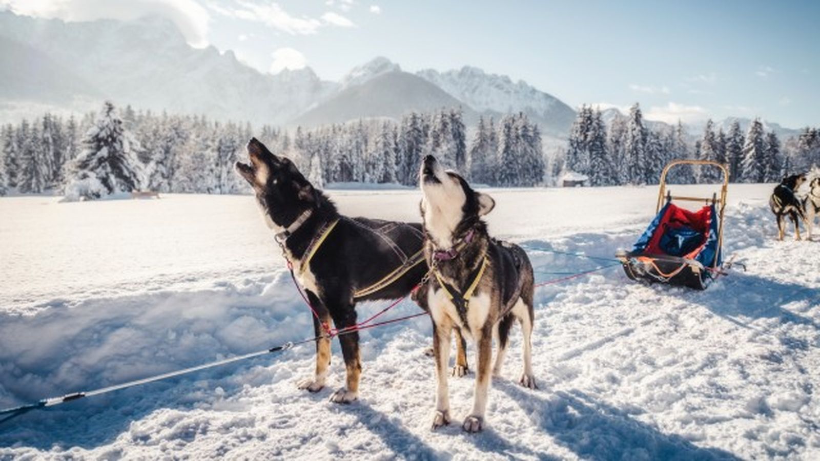 husky siberiano 8 husky siberiano 8