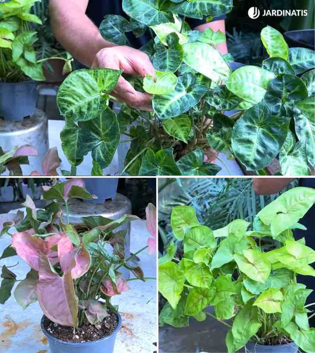 tipos de Syngonium podophyllum