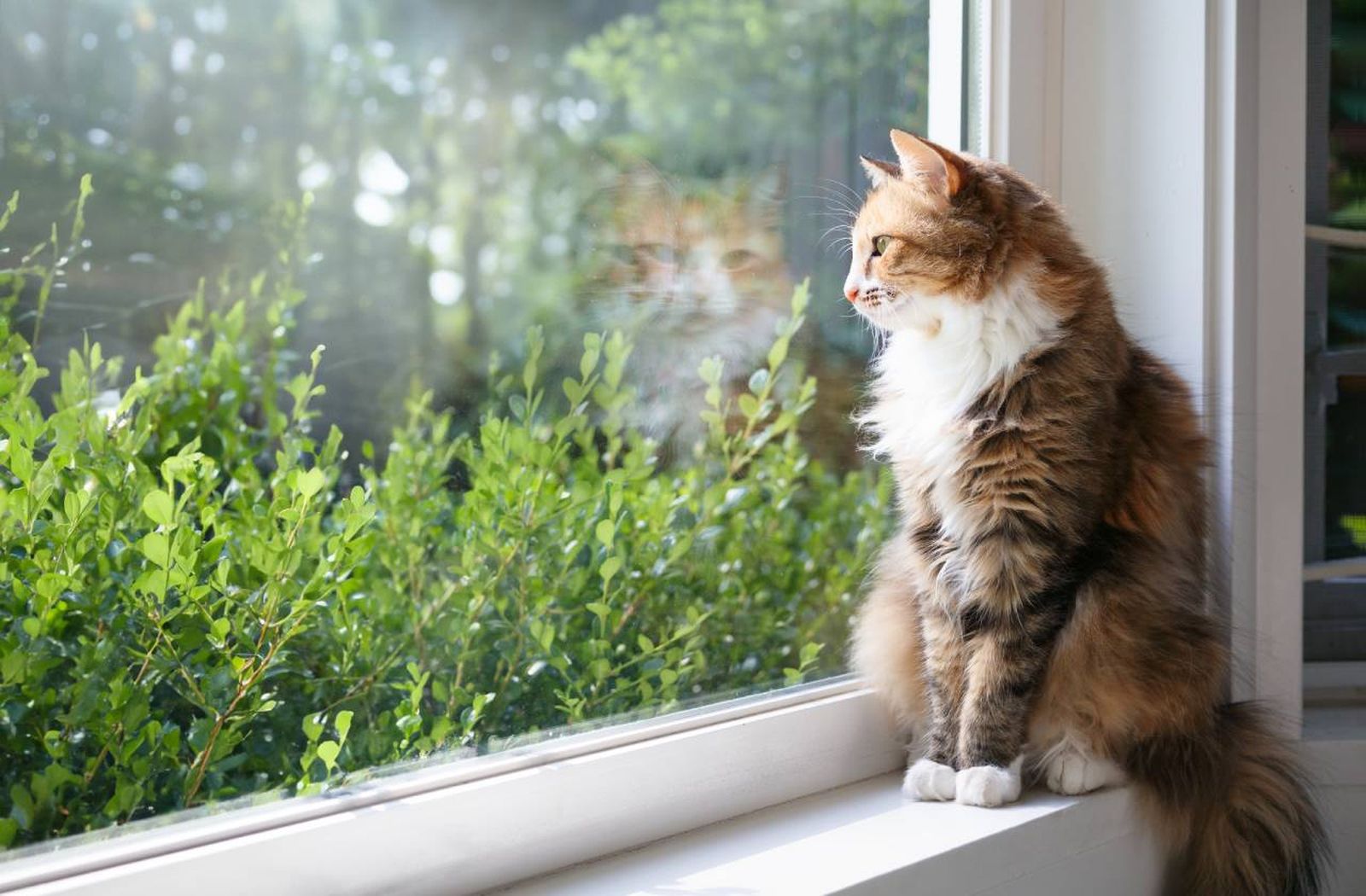Los felinos necesitan oportunidades para cazar, trepar, explorar o descansar.