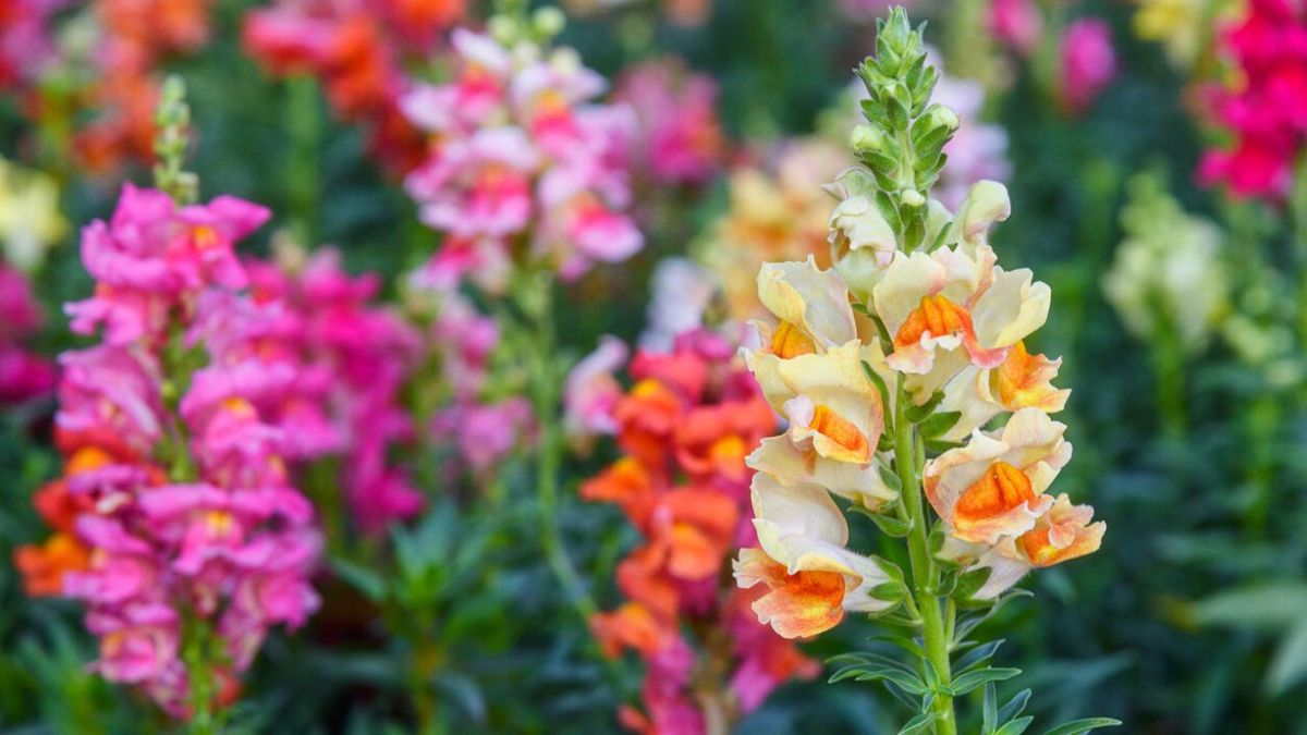 antirrhinum majus boca dragon