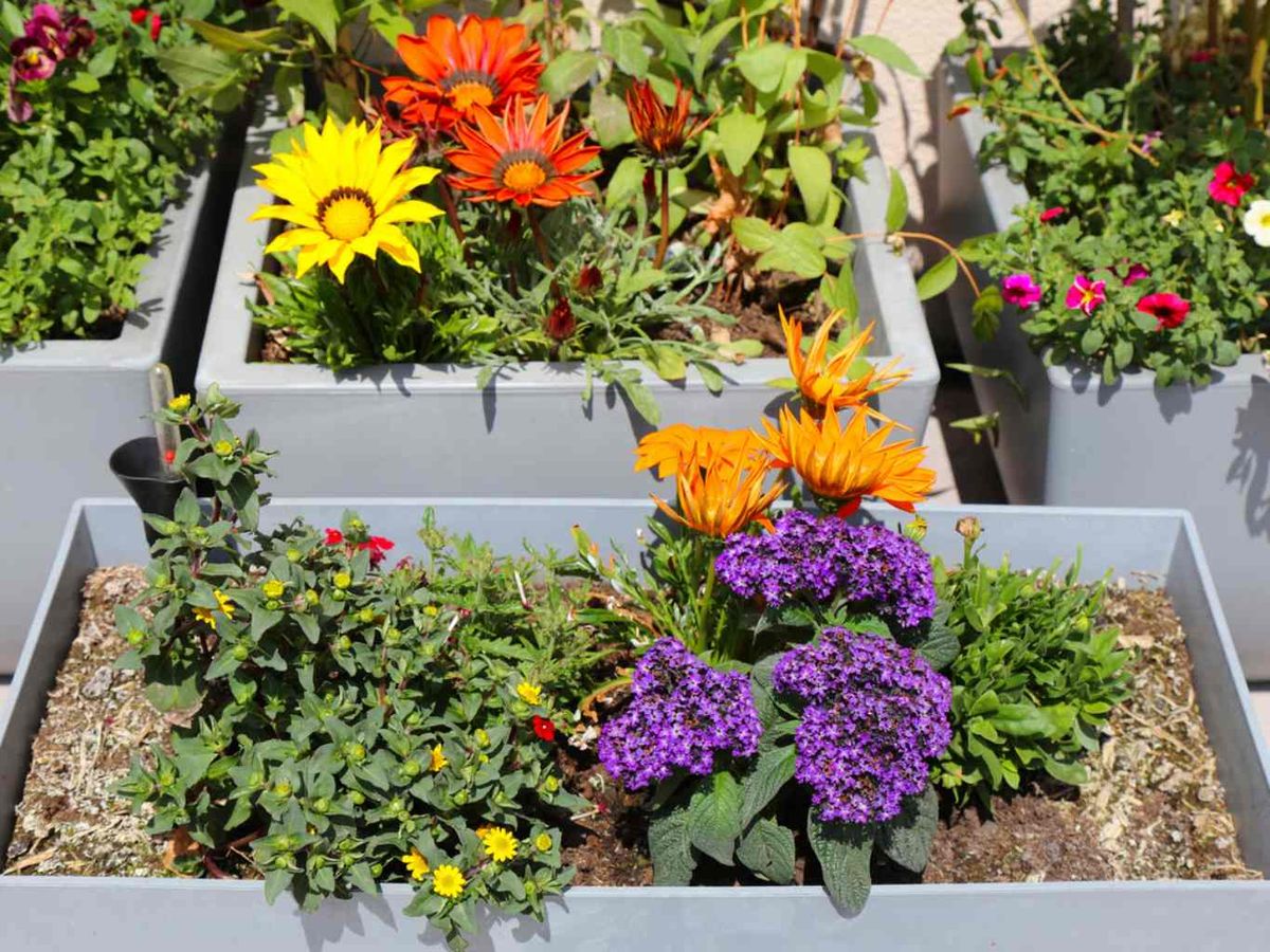 Flores de heliotropo y gazania.