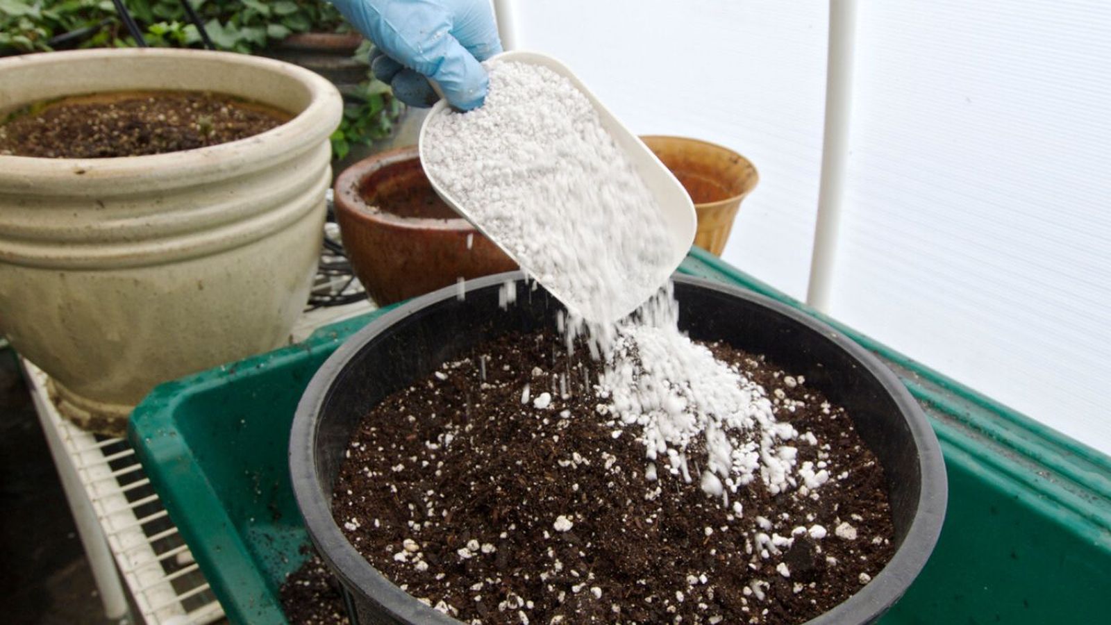 perlita para las plantas que es y beneficios