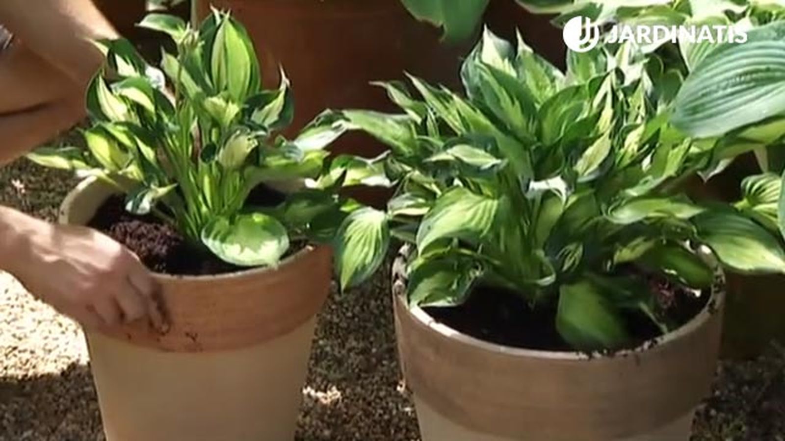 cultivar hostas y hermosas en contenedor deco 454 jardin cultivar hostas y hermosas en contenedor deco 454 jardin