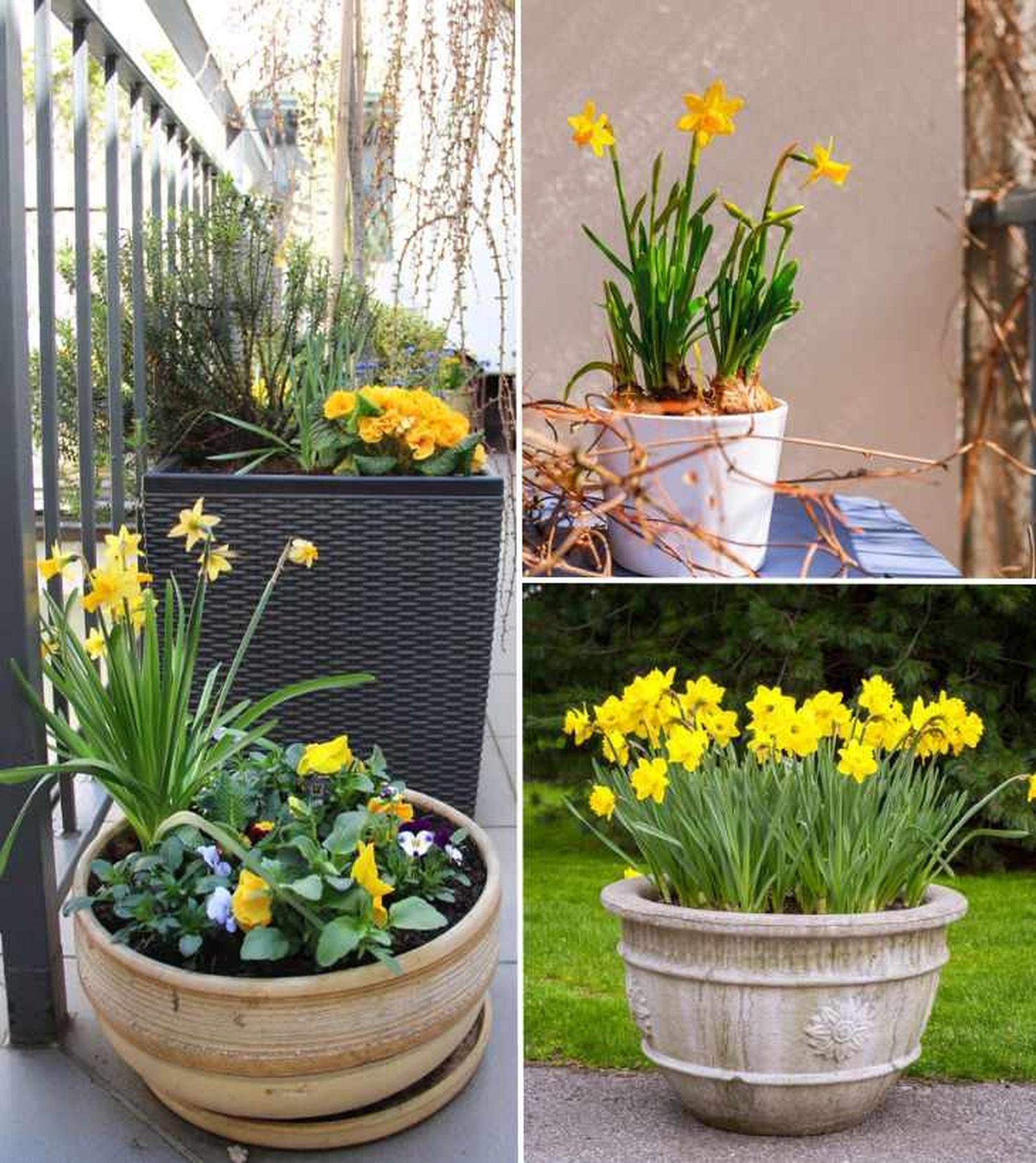 cuidados planta narciso maceta cuidados planta narciso maceta