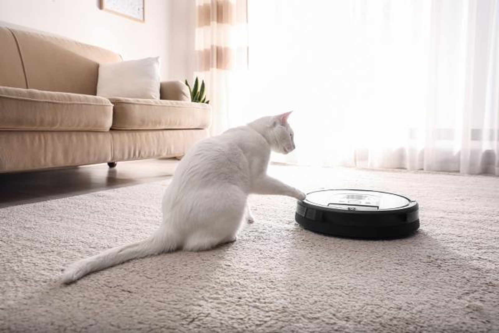 gato blanco robot aspirador gato blanco robot aspirador