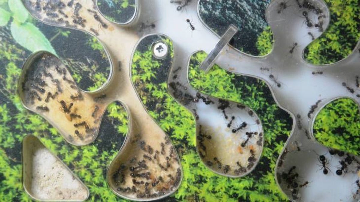 Un formicario o nido artificial para hormigas