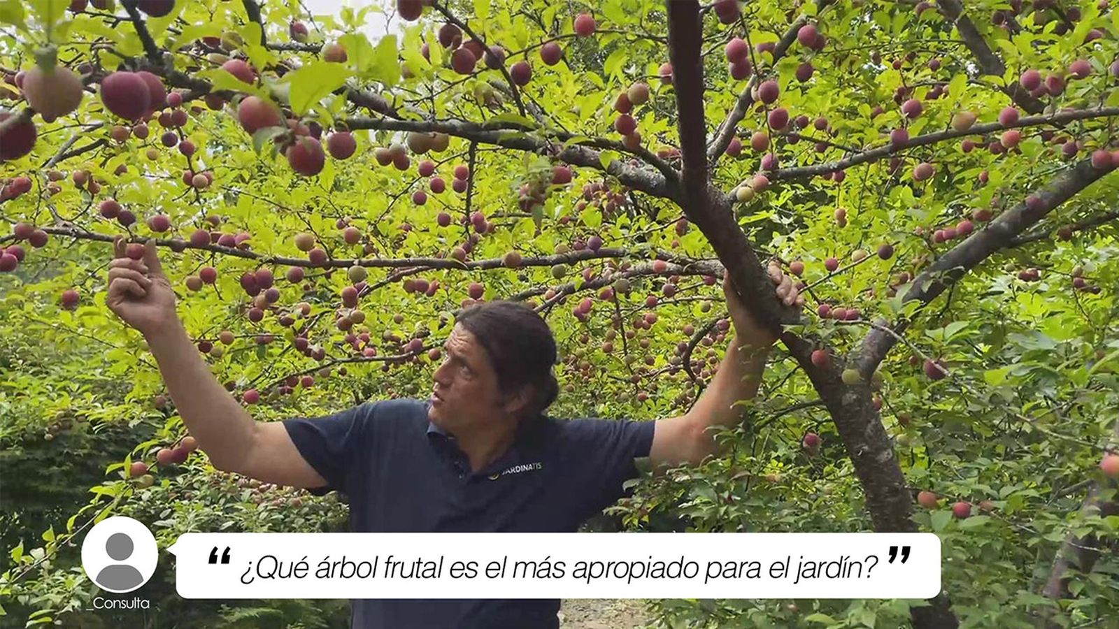 que arbol frutal es el mas apropiado jardin ciruelo xl que arbol frutal es el mas apropiado jardin ciruelo xl