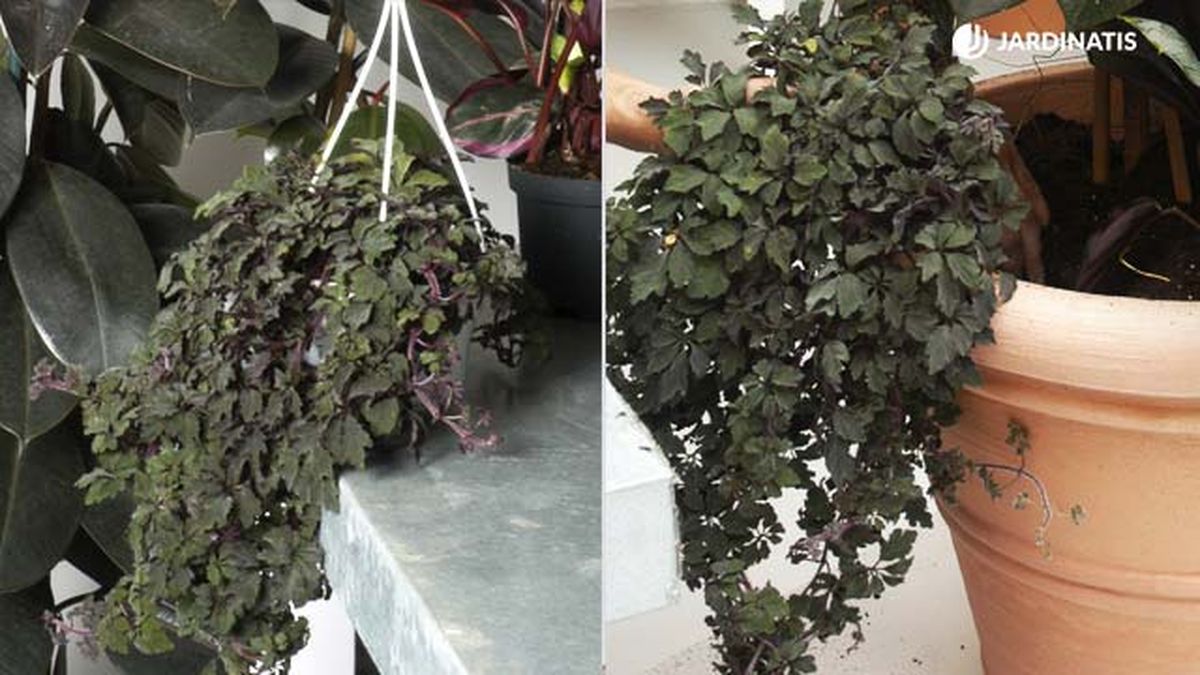 Mikania ternata deco jardin 115