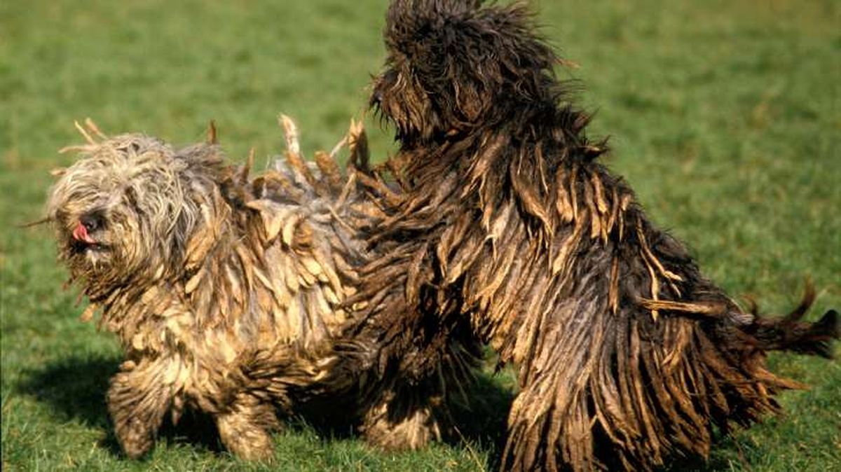 perro pastor de bergamo 14