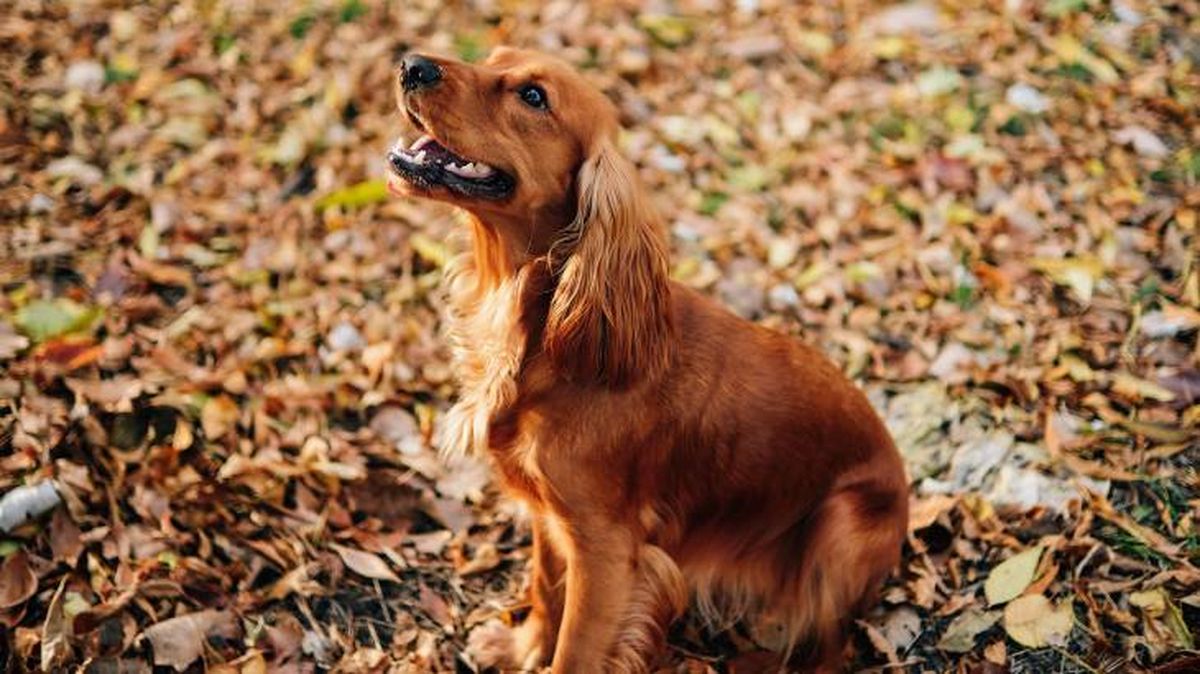 El Cocker Spaniel Inglés es un perro fácil de entrenar ya que es inteligente