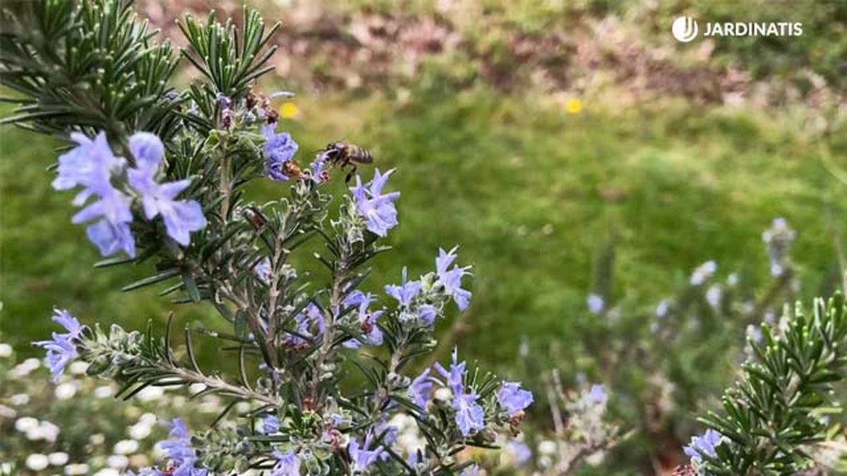 romero rastrero planta melifera jardinatis 9 22