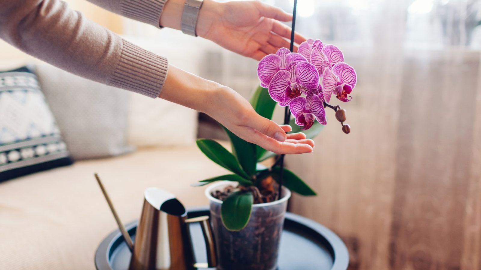 Esta semana Lidl tiene una gran variedad de flores y plantas a un precio top. Esta semana Lidl tiene una gran variedad de flores y plantas a un precio top.