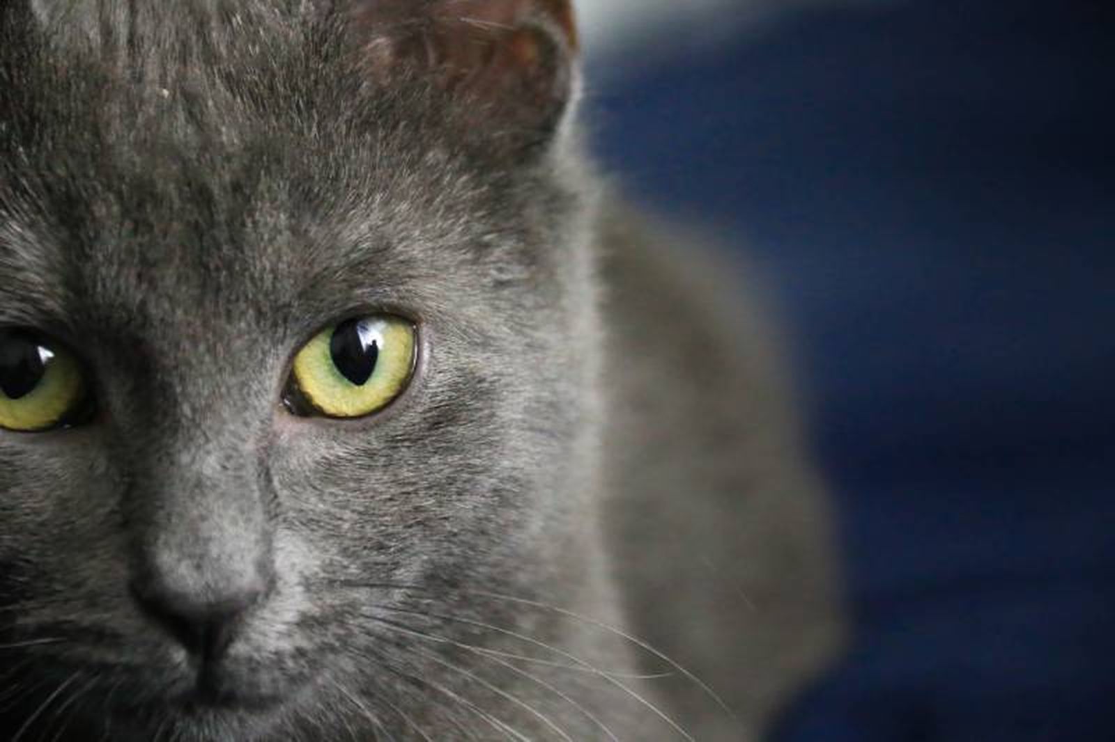 Si quieres tener un gato azul ruso como mascota busca en protectoras de animales Si quieres tener un gato azul ruso como mascota busca en protectoras de animales