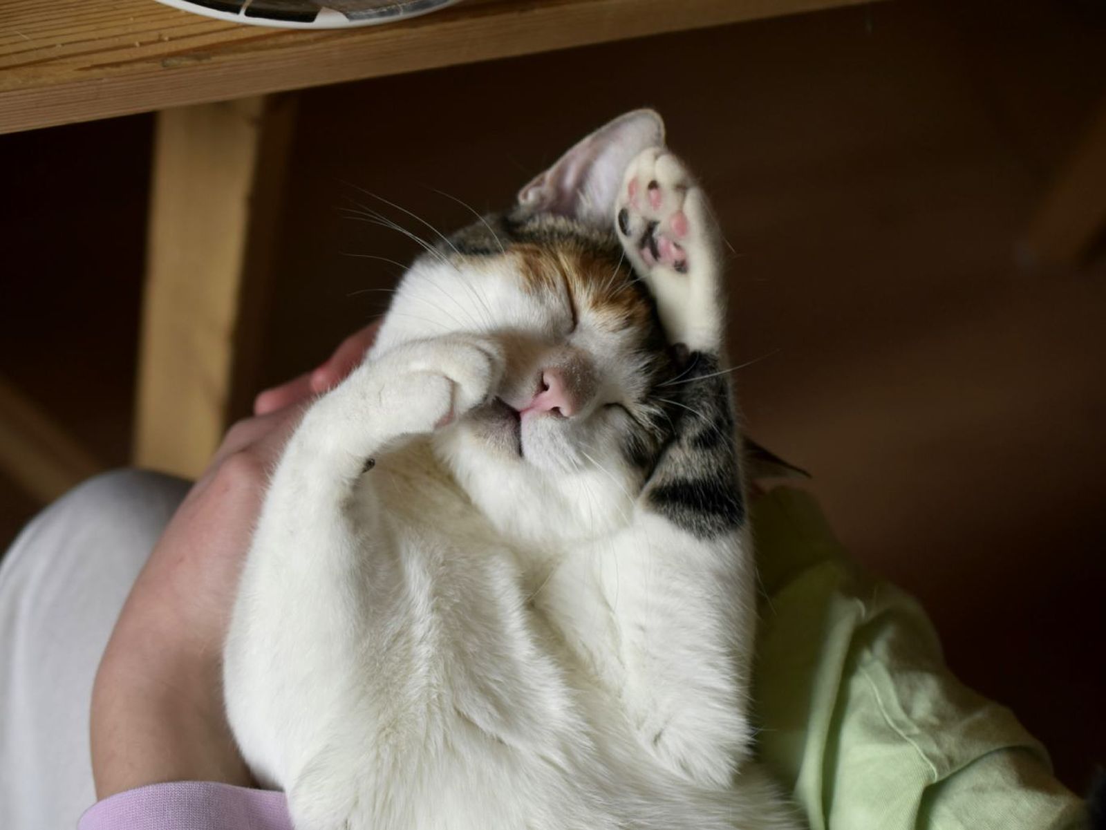 Un gato tranquilo Un gato tranquilo