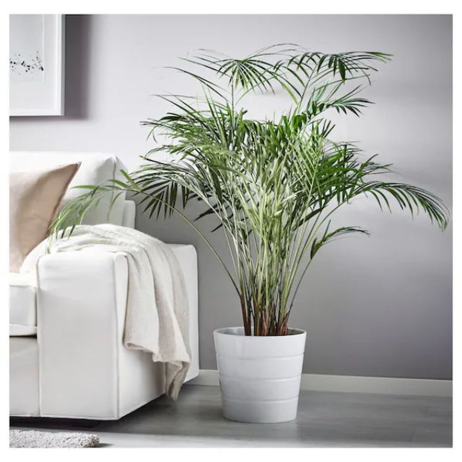 areca planta mas vendida de ikea areca planta mas vendida de ikea