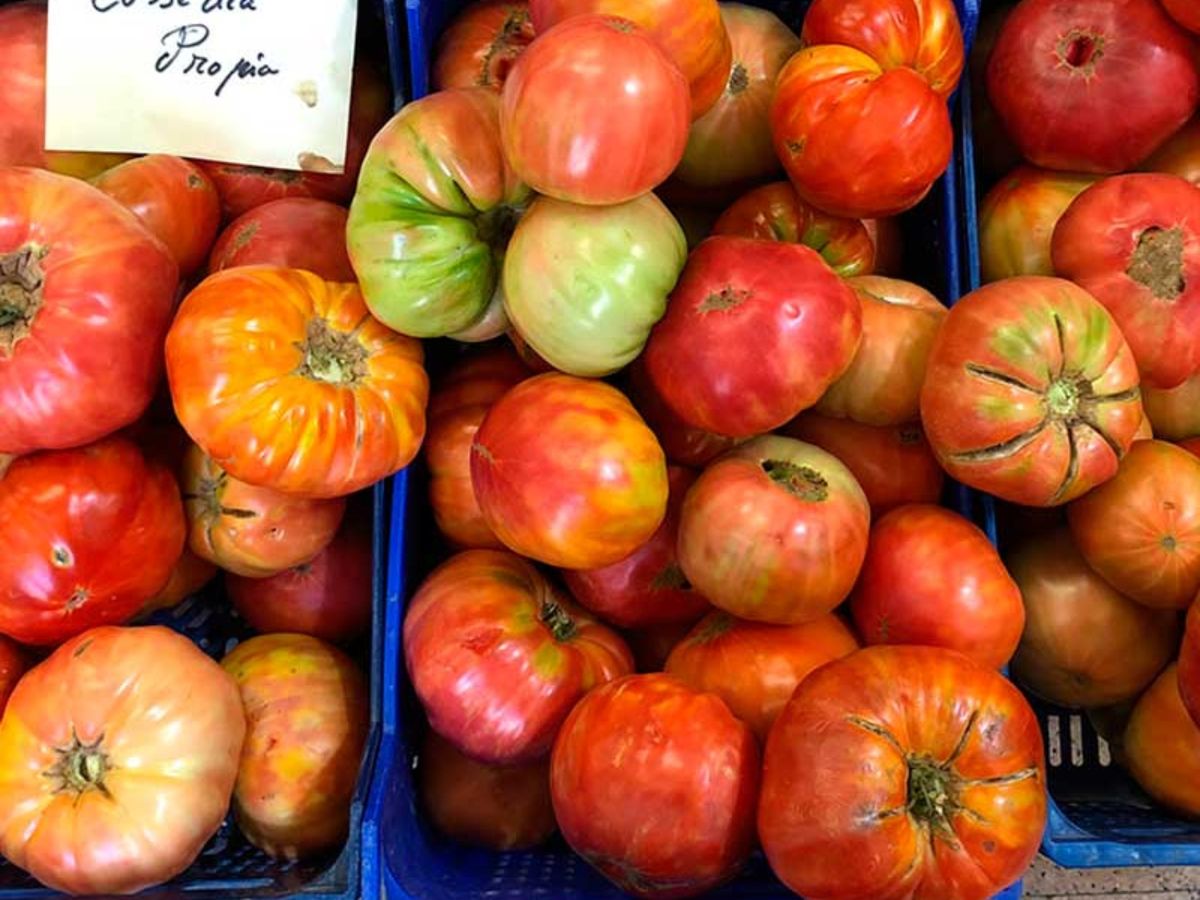 Los mercados de Tudela se llenan de color y sabor en  agosto, cuando llega el momento perfecto para disfrutar del tomate feo.