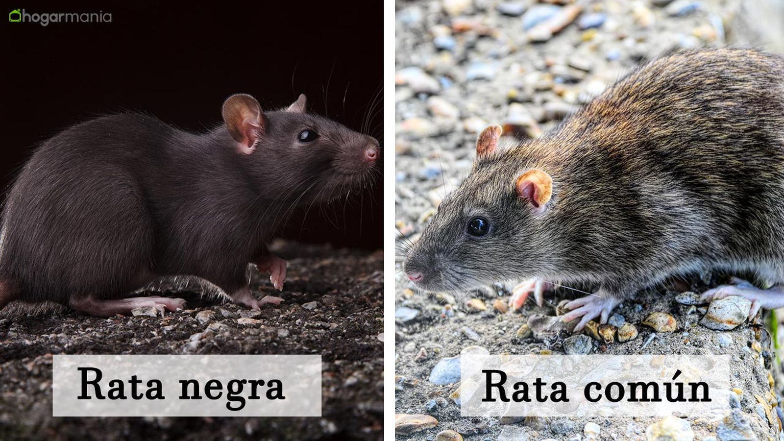 rata negra 4 rata negra 4