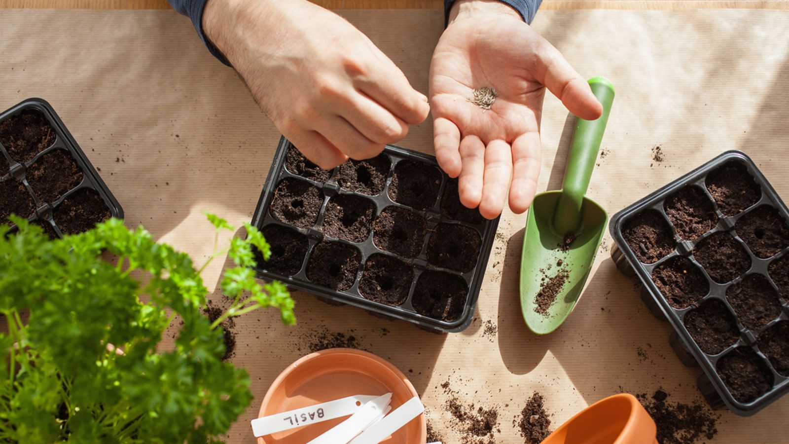 tareas jardineria septiembre hemisferio sur tareas jardineria septiembre hemisferio sur