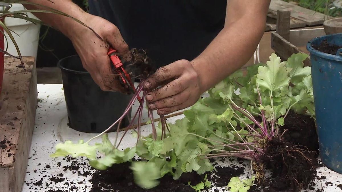 brico 1033 jardineria como multiplicar las heucheras paso 3