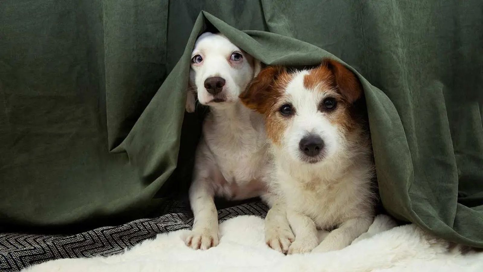 Petardos, cohetes y fuegos artificiales pueden poner en guardia a los perros más tranquilos.
