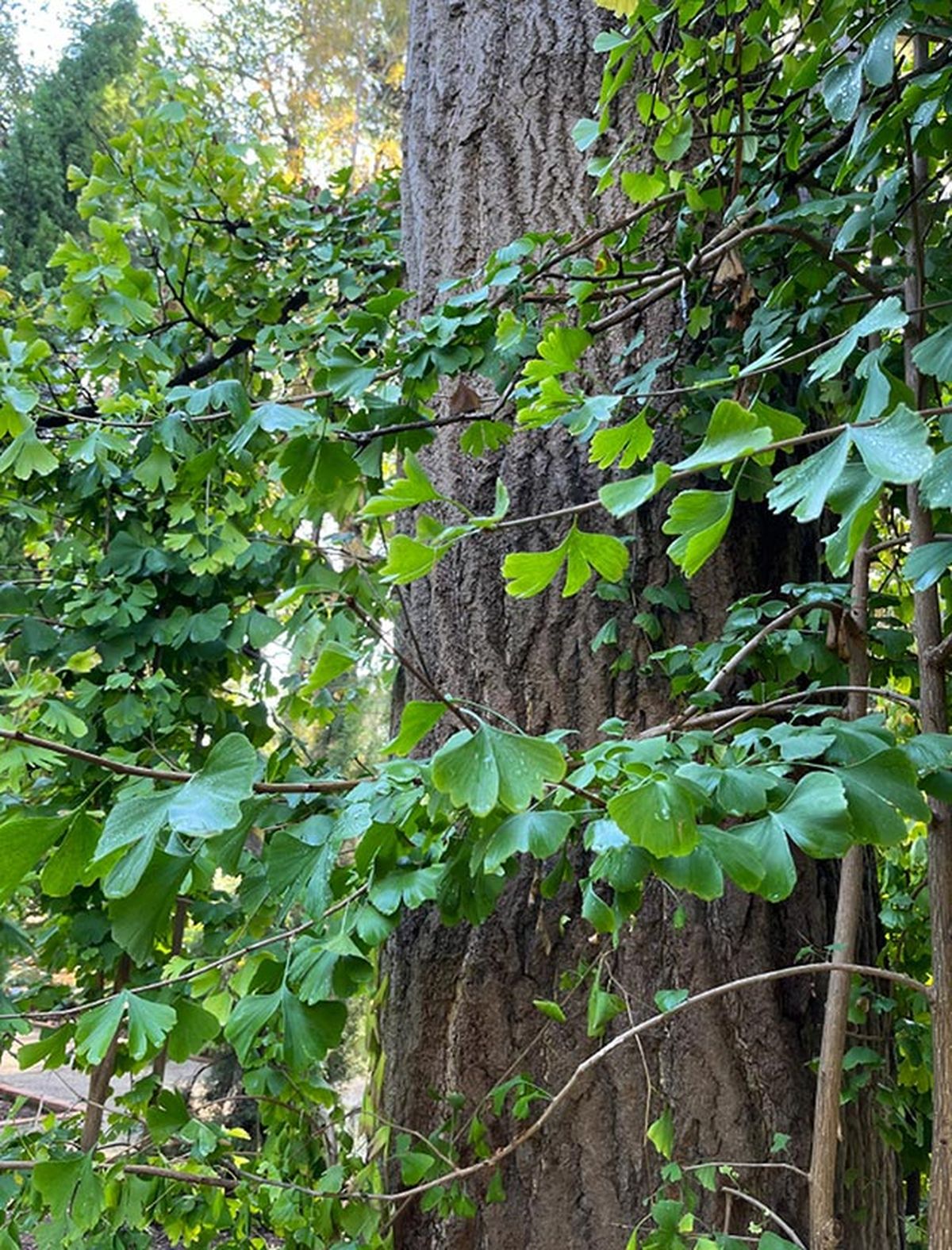 arbol caducifolio gingko