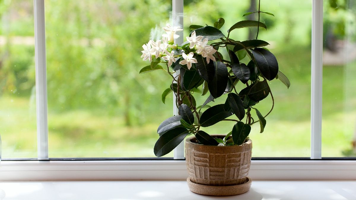 El jazmín ayuda a reducir la ansiedad y mejorar la calidad del sueño