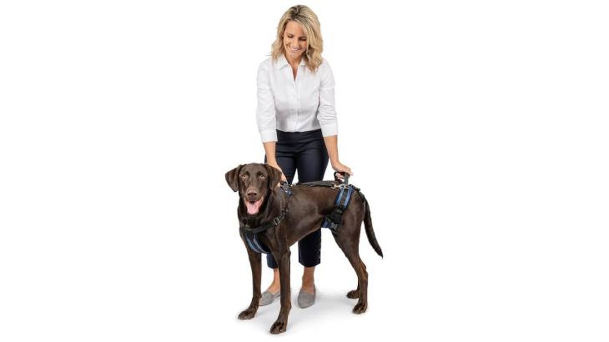 arnes ortopedico perros petsafe amazon