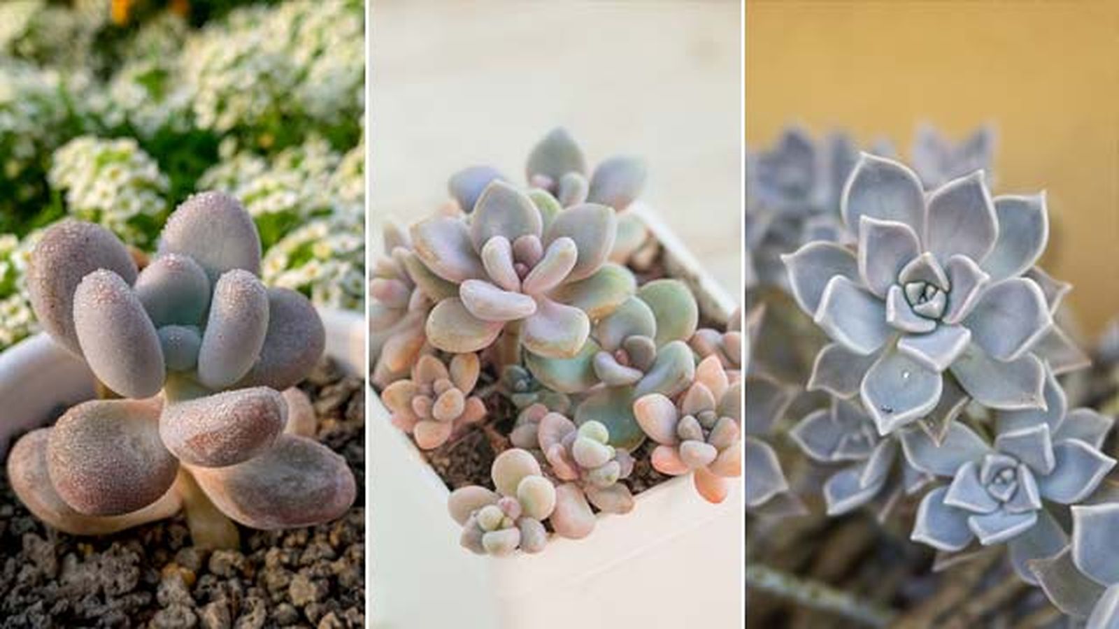 graptopetalum especies graptopetalum especies